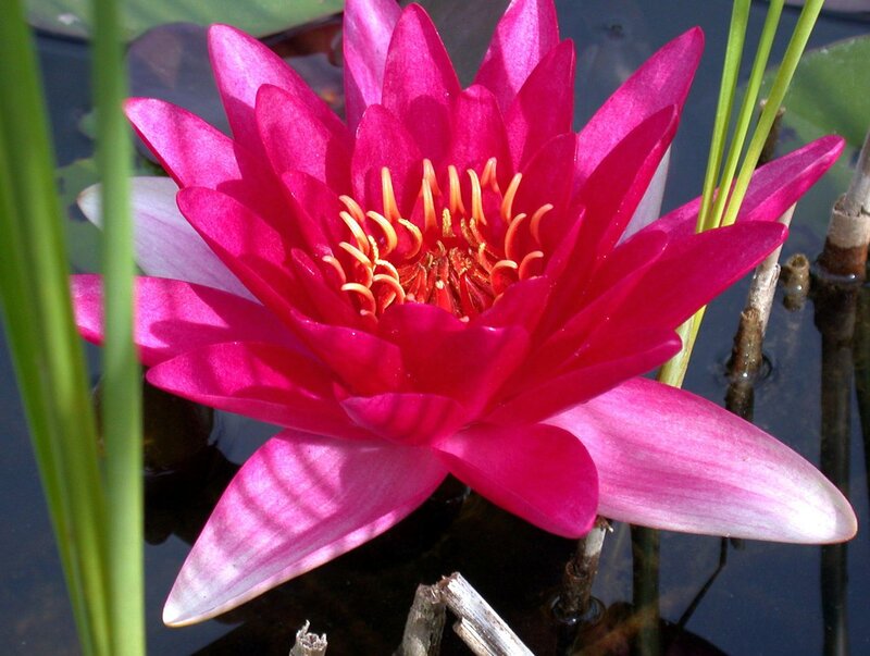 Pink Water Lily Flower — Magenta
