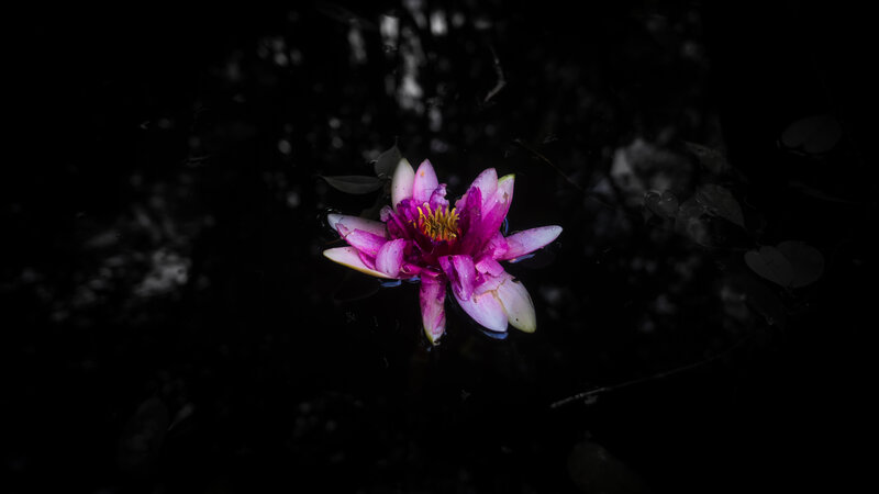 Pink Water Lily Flower — Purple, Dramatic, Night