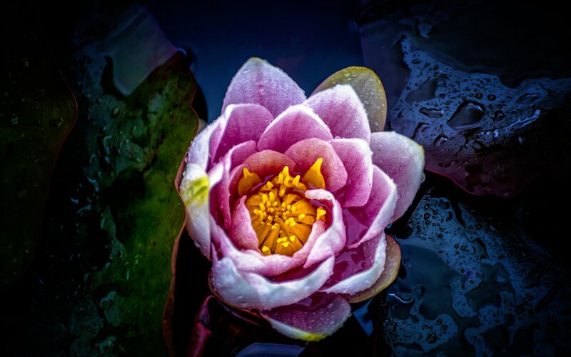 Pink Water Lily Flower — Purple, Dramatic