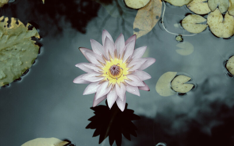 Pink Water Lily Flower — Purple, Serene, Photograph