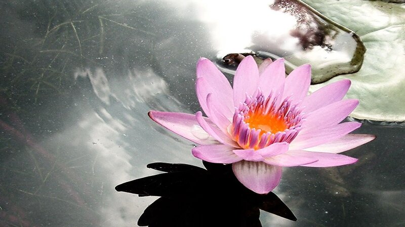 Pink Water Lily Flower — Purple, Serene