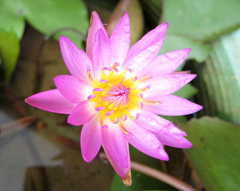 Pink Water Lily Flower — Purple