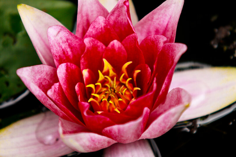 Pink Water Lily Flower — Red