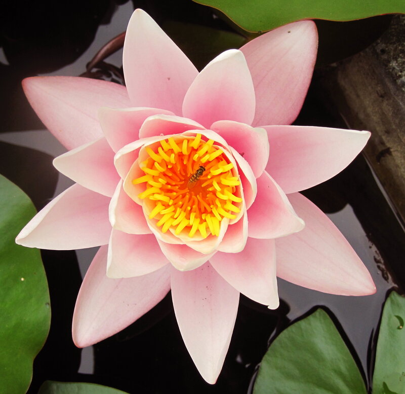 Pink Water Lily Flower — Serene, Afternoon, Photograph, Bee