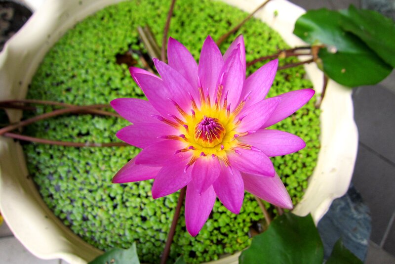 Pink Water Lily Flower — Serene, Afternoon, Photograph, Green Floating Plants