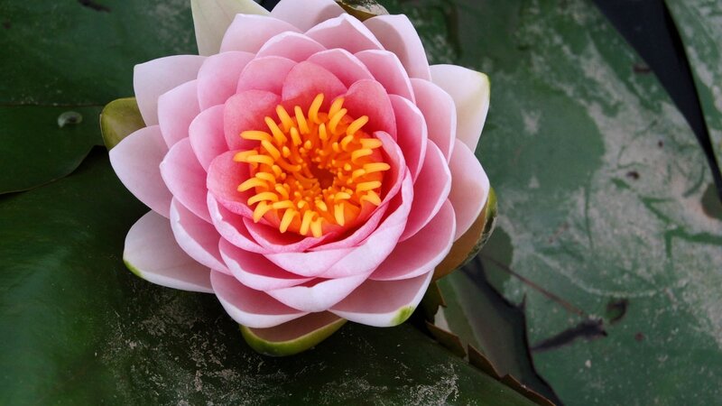 Pink Water Lily Flower — Serene, Afternoon, Photograph, Green Leaf
