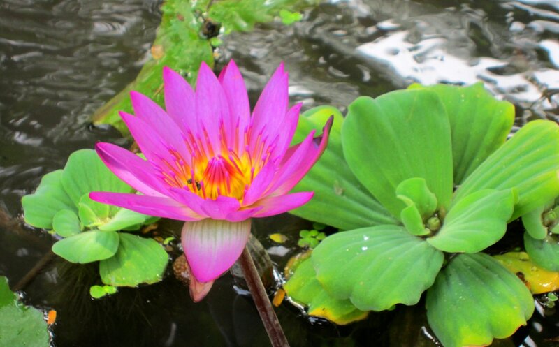 Pink Water Lily Flower — Serene, Afternoon, Photograph, Green Leaves