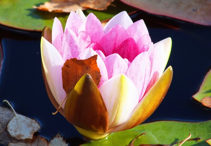 Pink Water Lily Flower — Serene, Afternoon, Photograph, Leaf