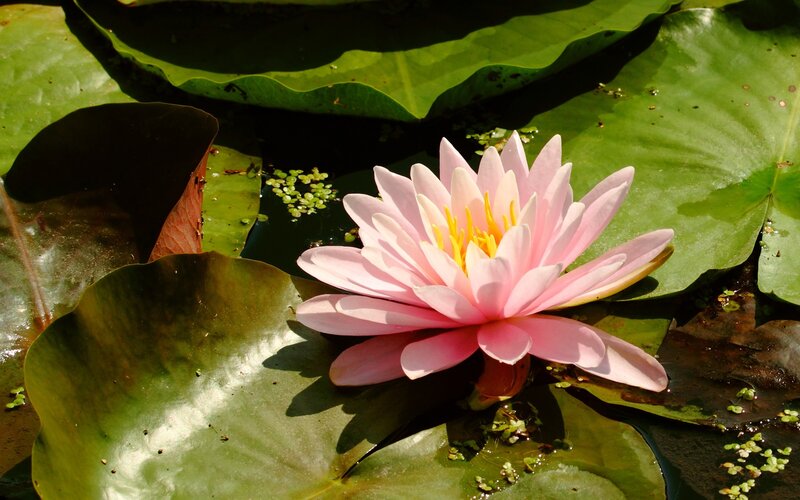 Pink Water Lily Flower — Serene, Afternoon, Photograph, Lily Pad, Pond, Algae, Green
