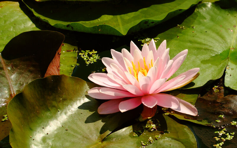 Pink Water Lily Flower — Serene, Afternoon, Photograph, Lily Pad, Pond, Algae