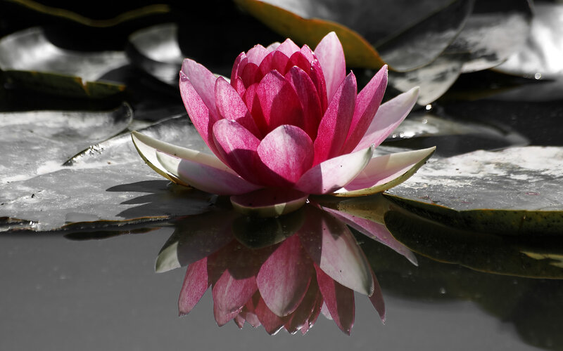 Pink Water Lily Flower — Serene, Afternoon, Photograph, Lily Pad, Reflection