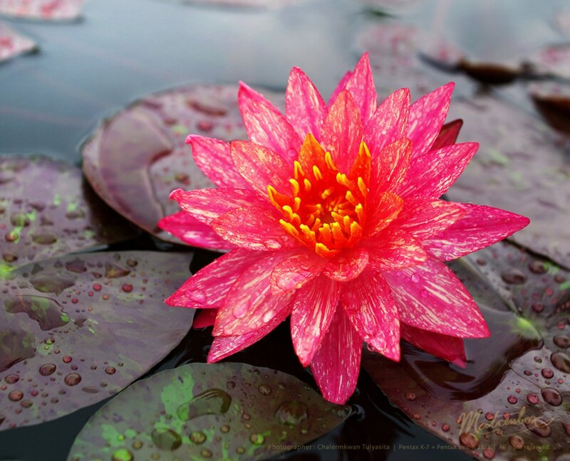 Pink Water Lily Flower — Serene, Afternoon, Photograph, Lily Pad, Water Droplets, Pond