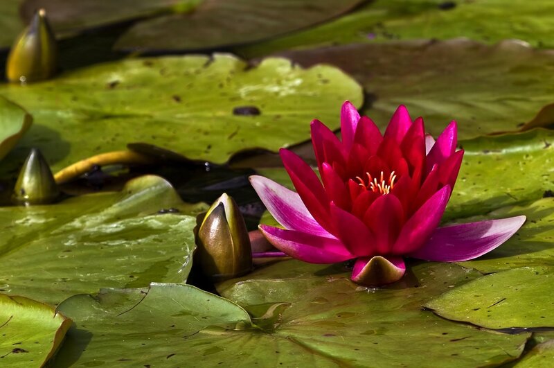 Pink Water Lily Flower — Serene, Afternoon, Photograph, Lily Pads, Buds, Pond