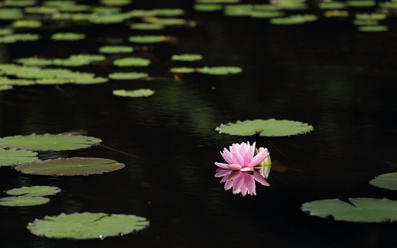 Pink Water Lily Flower — Serene, Afternoon, Photograph, Lily Pads, Pond, Reflection