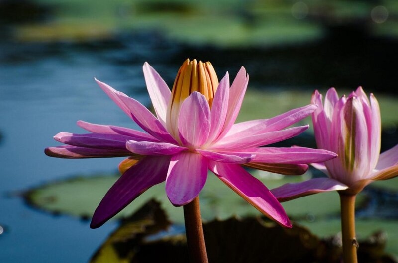 Pink Water Lily Flower — Serene, Afternoon, Photograph, Pond