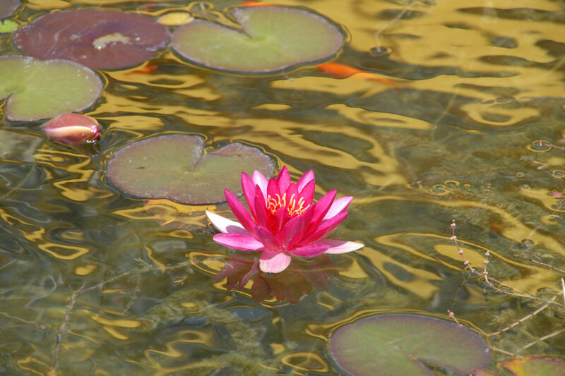 Pink Water Lily Flower — Serene, Afternoon, Photograph