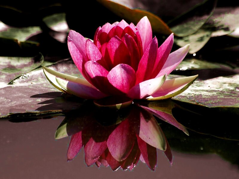 Pink Water Lily Flower — Serene, Afternoon