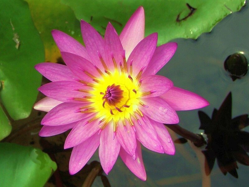 Pink Water Lily Flower — Serene, Daytime