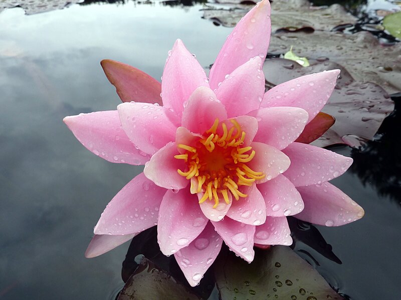 Pink Water Lily Flower — Serene, Morning, Photograph
