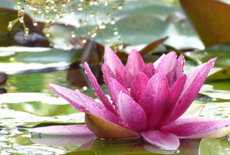 Pink Water Lily Flower — Serene, Morning