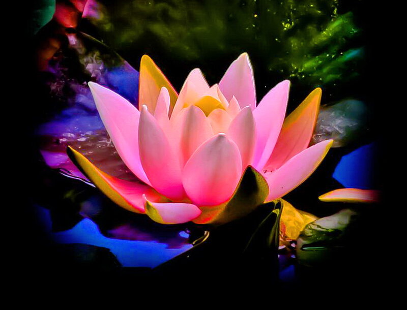 Pink Water Lily Flower — Serene, Night, Photograph, Lily Pad