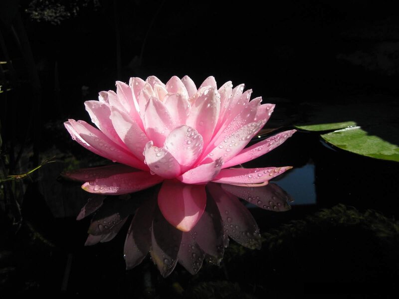 Pink Water Lily Flower — Serene, Night, Photograph, Water Droplets