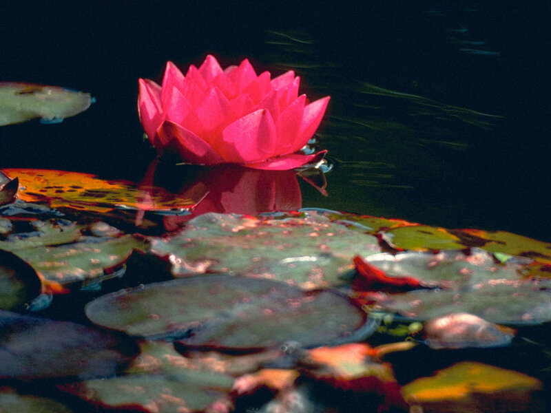 Pink Water Lily Flower — Serene, Night