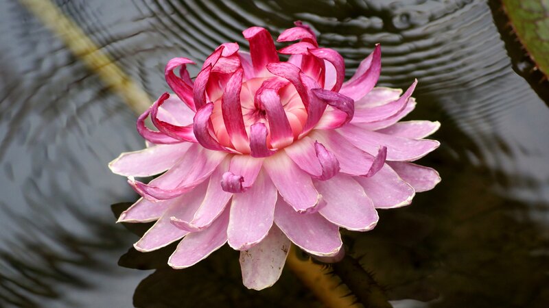 Pink Water Lily Flower — Serene, Photograph, Leaf