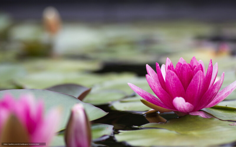 Pink Water Lily Flower — Serene, Photograph, Lily Pad, Buds