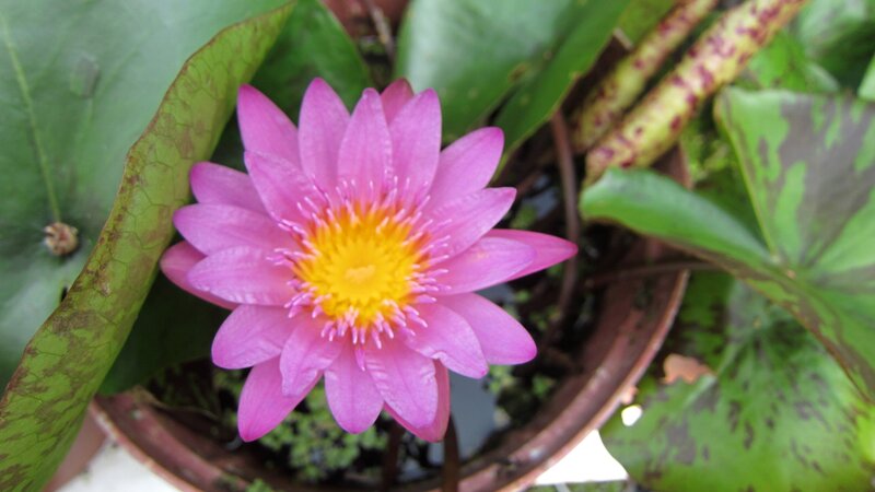 Pink Water Lily Flower — Serene, Photograph, Lily Pad, Pot