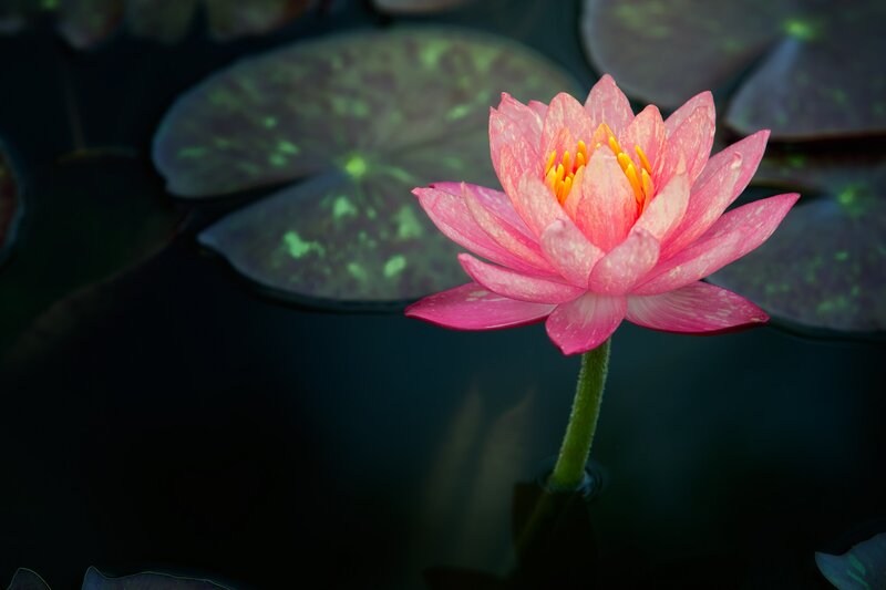 Pink Water Lily Flower — Serene, Photograph, Lily Pad, Stem, Pond