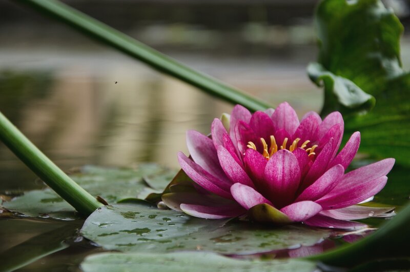 Pink Water Lily Flower — Serene, Photograph, Lily Pad, Stem