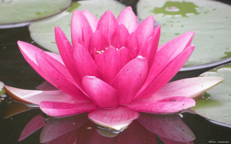 Pink Water Lily Flower — Serene, Photograph, Lily Pad