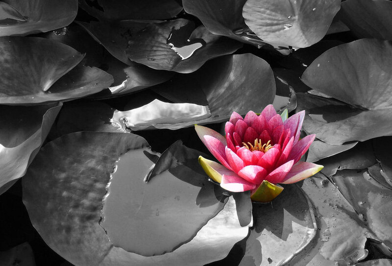 Pink Water Lily Flower — Serene, Photograph, Lily Pads