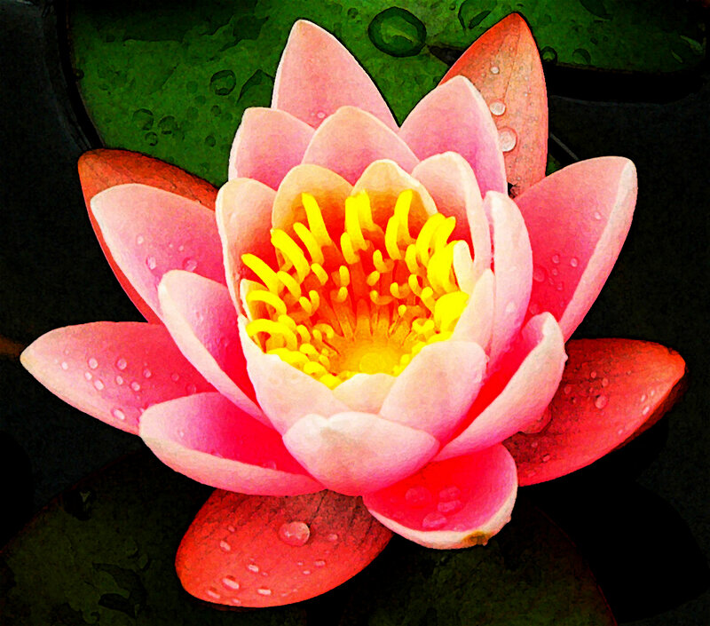Pink Water Lily Flower — Serene, Photograph, Petals