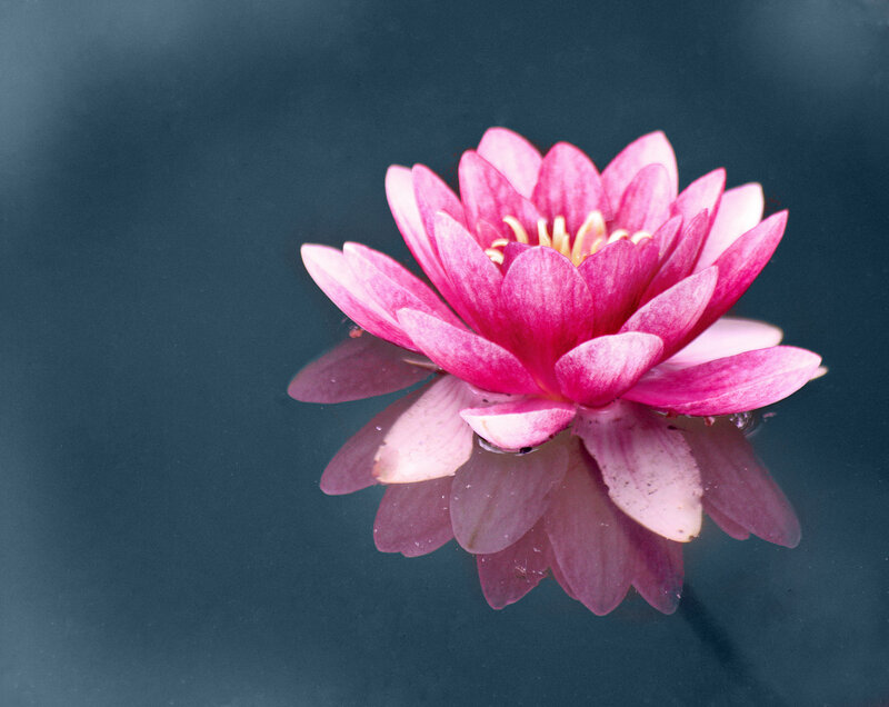 Pink Water Lily Flower — Serene, Photograph, Reflection