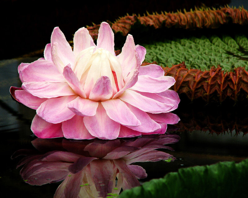 Pink Water Lily Flower — Serene, Photograph