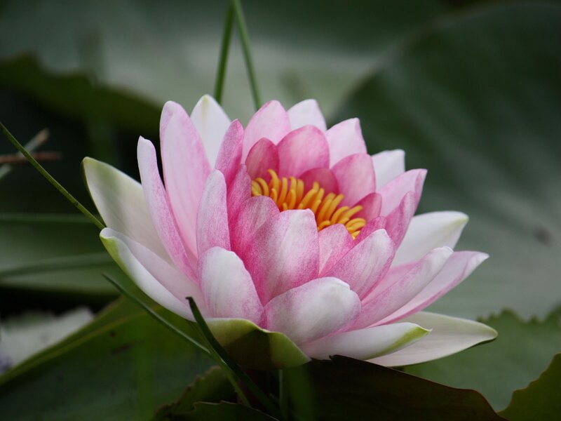 Pink Water Lily Flower — Serene, Photograph, Yellow Center