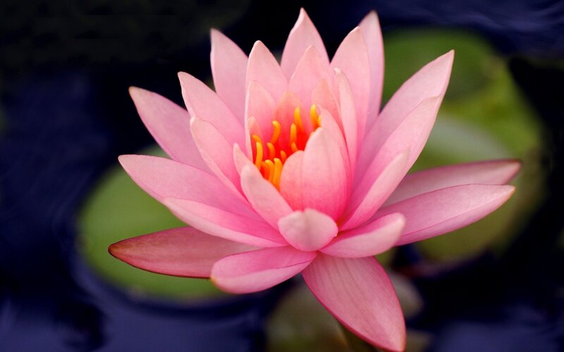 Pink Water Lily Flower — Serene, Photograph, Yellow Stamen