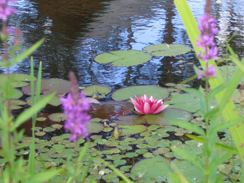 Pink Water Lily Flower — Serene, Summer