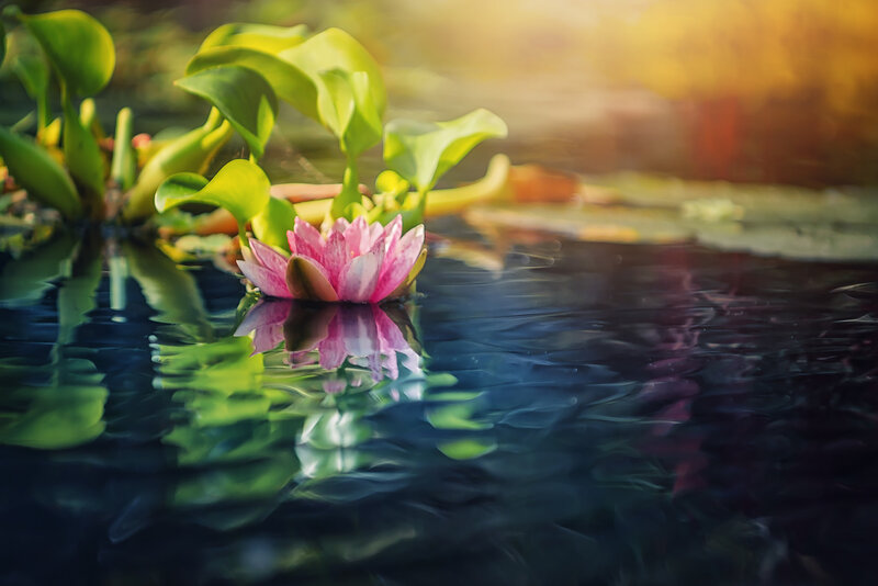 Pink Water Lily Flower — Serene, Sunset