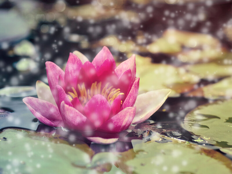 Pink Water Lily Flower — Serene, Winter