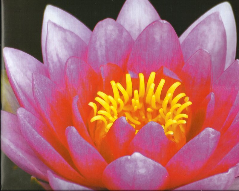 Pink Water Lily Flower — Vibrant