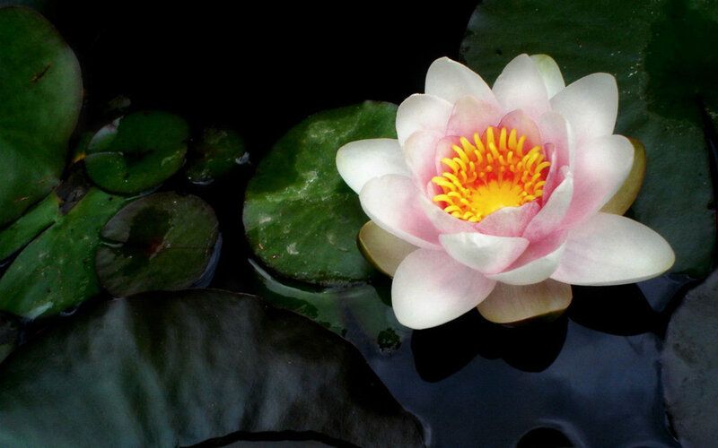 Pink Water Lily Flower — White, Serene