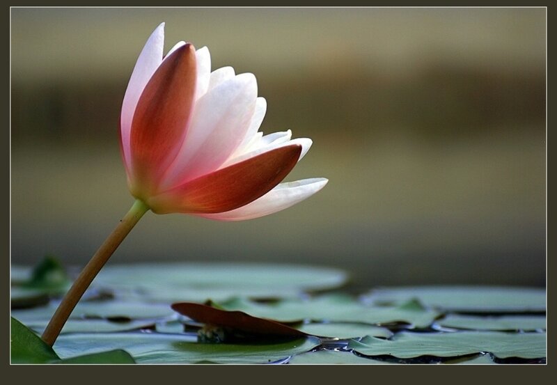 Pink Water Lily Flower — White