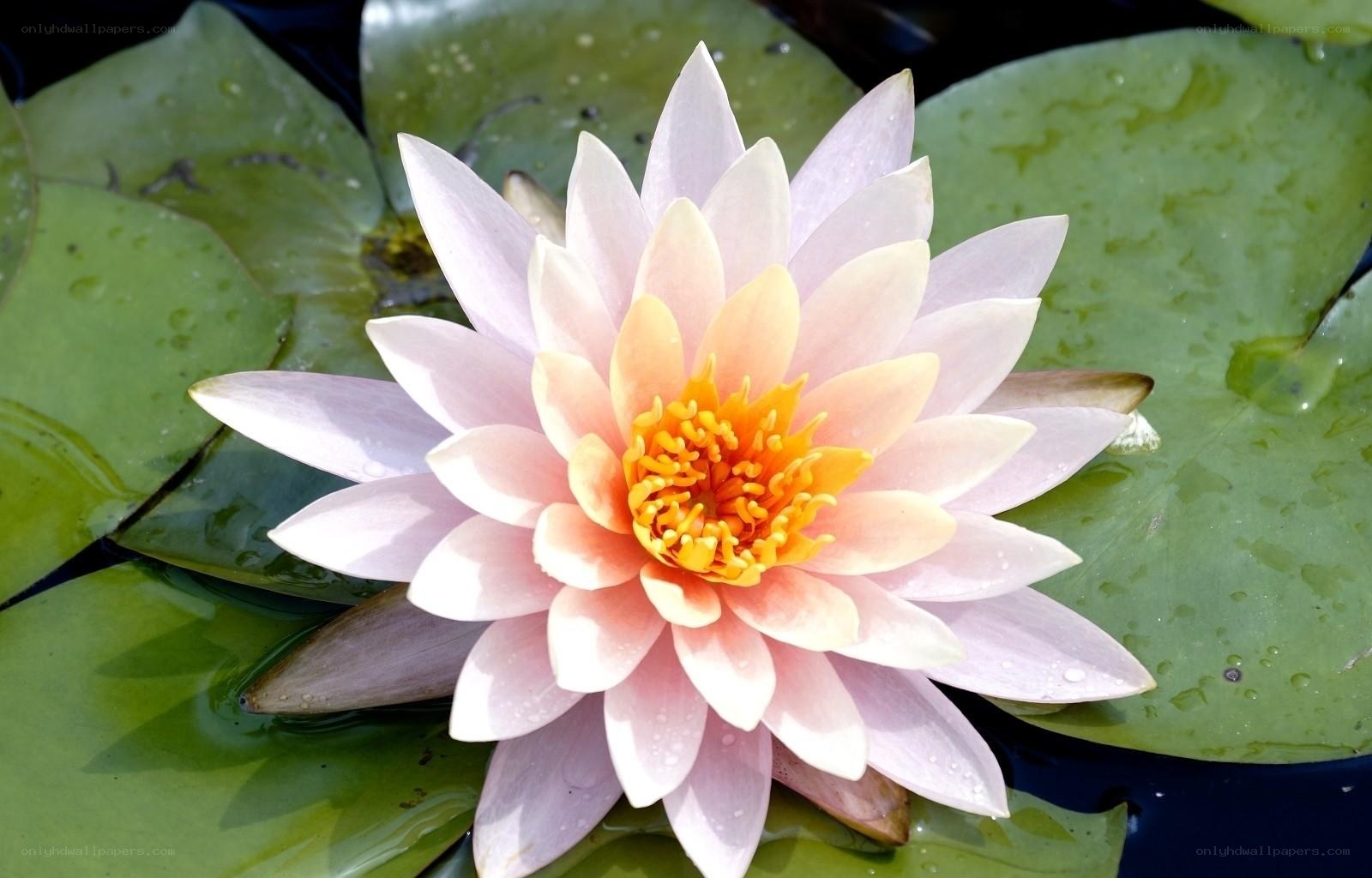 pink water lily flower