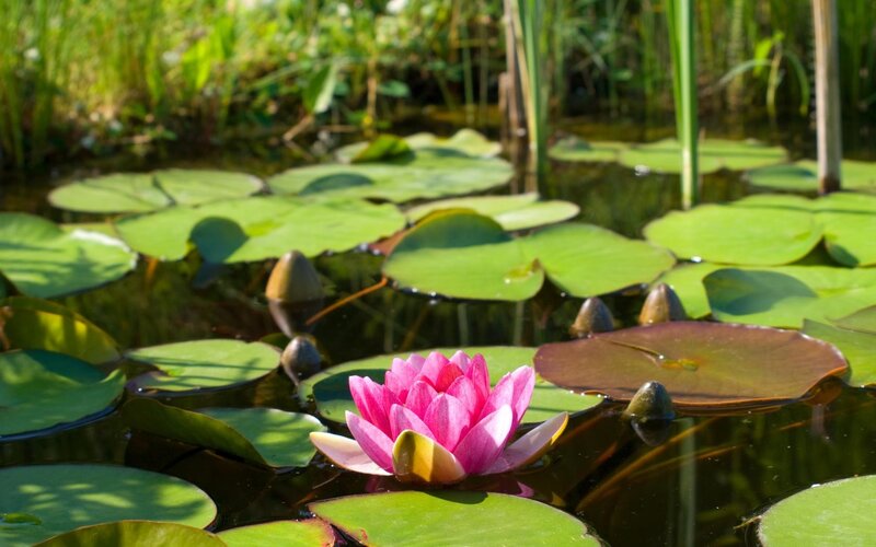 Pink water lily in a pond