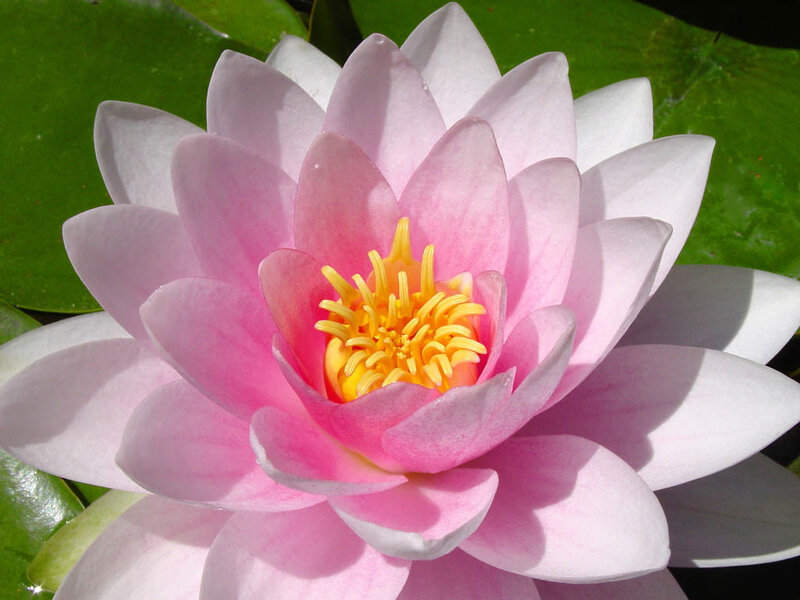 Pink water lily in bloom