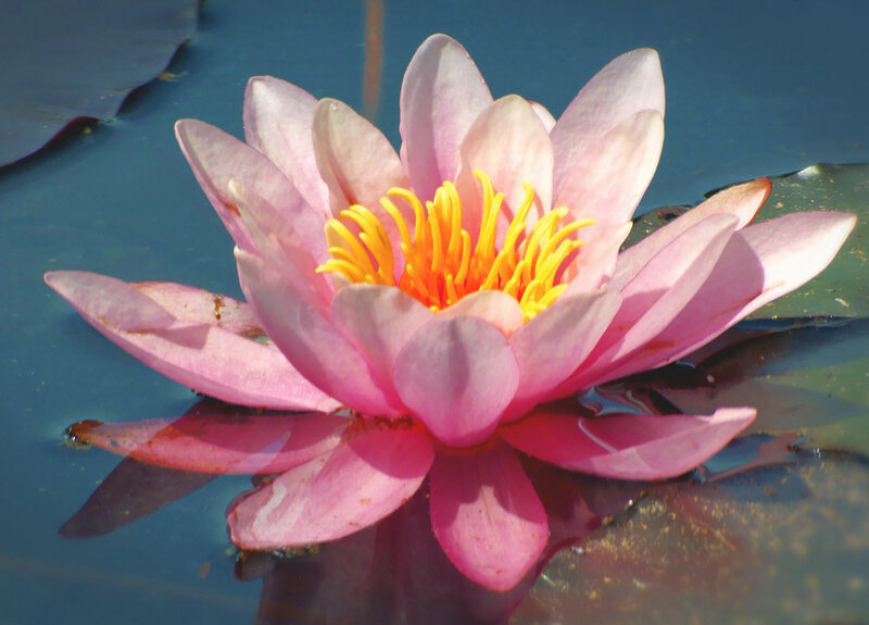 Pink water lily in bloom