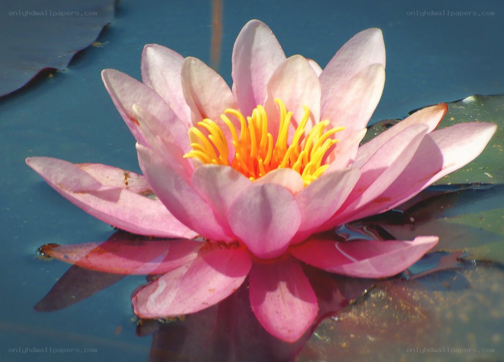 Pink water lily in bloom